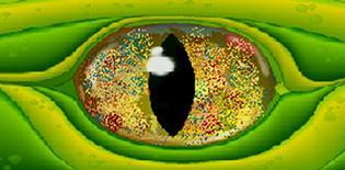 logo oeil kameleon
